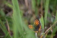 Lycaena phlaeas