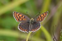 Lycaena tityrus