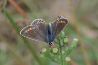 Polyommatus icarus