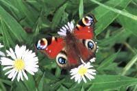 Aglais io