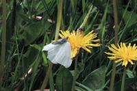 Gonepteryx rhamni