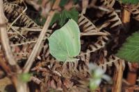 Gonepteryx rhamni