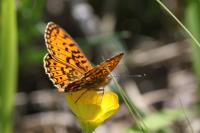 Boloria selene