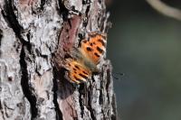 Nymphalis polychloros