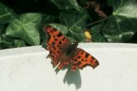 Polygonia c-album