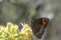 Erebia neoridas