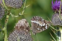 Brintesia circe