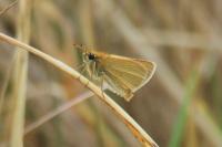 Thymelicus lineola
