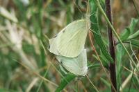 Pieris brassicae