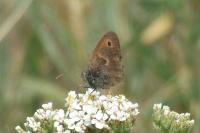 Maniola jurtina
