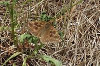 Erynnis tages