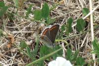 Aricia agestis