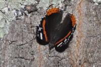 Vanessa atalanta