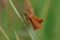 Thymelicus sylvestris