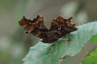 Polygonia c-album