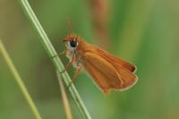 Thymelicus sylvestris