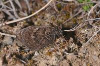 Erebia epistygne