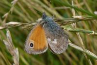 Coenonympha pamphilus