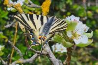 Iphiclides podalirius