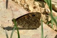 Lasiommata megera