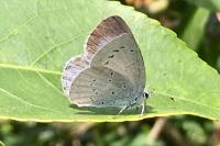 Celastrina argiolus