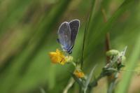 Cyaniris semiargus