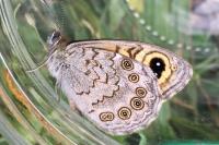 Lasiommata maera
