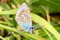 Polyommatus icarus