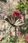 Iphiclides podalirius