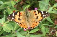 Vanessa cardui