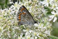 Aricia agestis