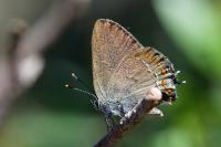 Satyrium esculi