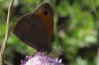 Maniola jurtina