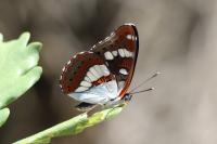 Limenitis reducta