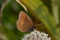 Erebia melampus