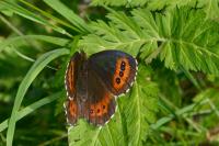 Erebia ligea