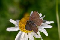 Lycaena tityrus
