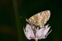 Melitaea celadussa