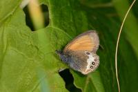 Coenonympha cephalidarwiniana