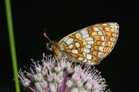 Melitaea parthenoides