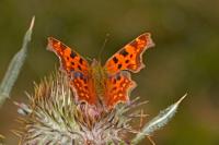 Polygonia c-album