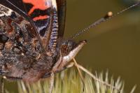 Vanessa atalanta