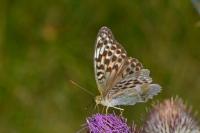 Argynnis paphia