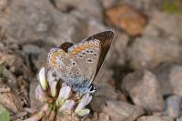 Aricia artaxerxes