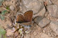 Aricia artaxerxes