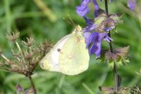 Colias alfacariensis