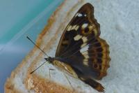 Apatura ilia