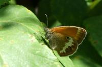 Coenonympha arcania