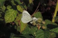 Pieris napi