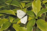 Pieris rapae
